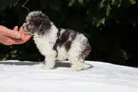 Toy Micro Birdie Blue merle , a female Miniature Goldendoodle for sale in Memphis, TN – 8 of 8