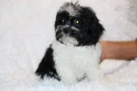 Ready Toy Pierce , a male Shihpoo and Poodle - Toy  for sale in Memphis, TN – 6 of 10