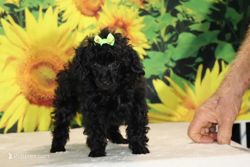 Melina Black Toy Beauty  – Poodle - Toy  puppy for sale in Memphis, TN