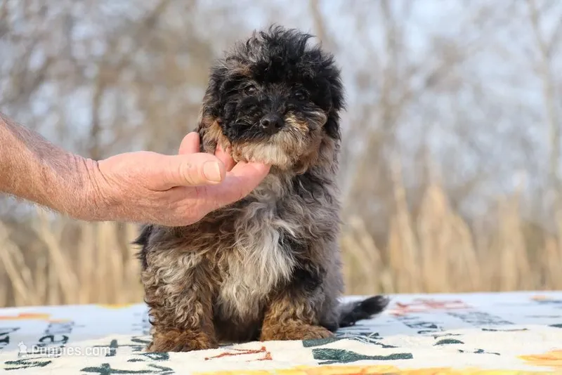 Handsome Blue Merle phantom Duke  – Shihpoo, Poodle - Toy  puppy for sale in Memphis, TN