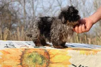 Handsome Blue Merle phantom Duke , a male Shihpoo and Poodle - Toy  for sale in Memphis, TN – Photo 10 of 10