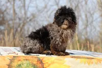 Handsome Blue Merle phantom Duke , a male Shihpoo and Poodle - Toy  for sale in Memphis, TN – Photo 1 of 10
