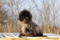Handsome Blue Merle phantom Duke , a male Shihpoo and Poodle - Toy  for sale in Memphis, TN – Photo 9 of 10