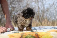 Handsome Blue Merle phantom Duke , a male Shihpoo and Poodle - Toy  for sale in Memphis, TN – Photo 2 of 10