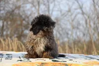 Handsome Blue Merle phantom Duke , a male Shihpoo and Poodle - Toy  for sale in Memphis, TN – Photo 5 of 10