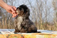 Handsome Blue Merle phantom Duke , a male Shihpoo and Poodle - Toy  for sale in Memphis, TN – Photo 8 of 10