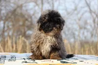 Handsome Blue Merle phantom Duke , a male Shihpoo and Poodle - Toy  for sale in Memphis, TN – Photo 4 of 10