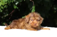 Colt Chocolate merle , a male Yorkipoo for sale in Memphis, TN – 3 of 10