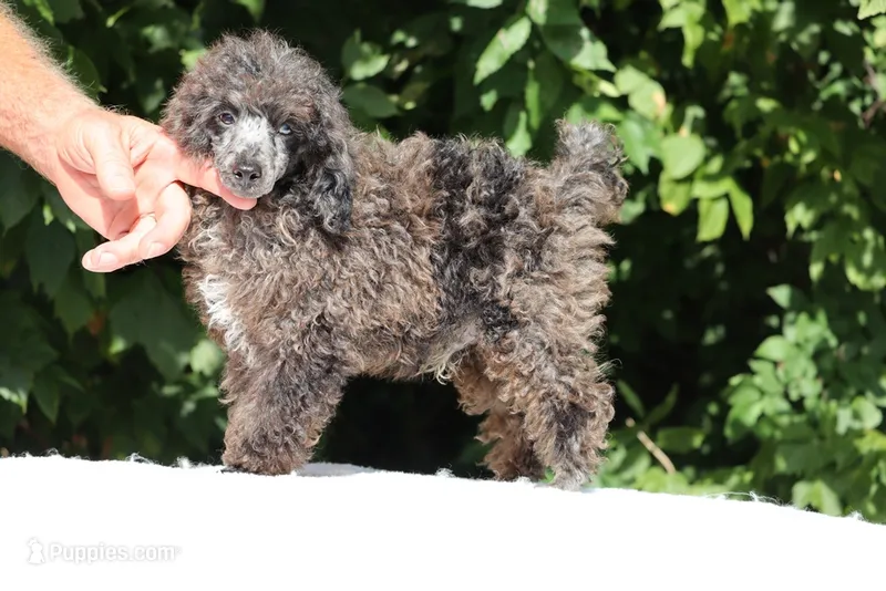 Blue eyed Ice Man – Poodle - Toy  puppy for sale in Memphis, TN
