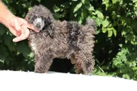 Blue eyed Ice Man, a male Poodle - Toy  for sale in Memphis, TN – 8 of 10