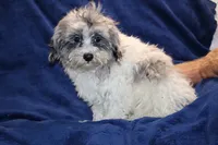 Ready Alistair Merle, a male Shihpoo and Poodle - Toy  for sale in Memphis, TN – 4 of 10