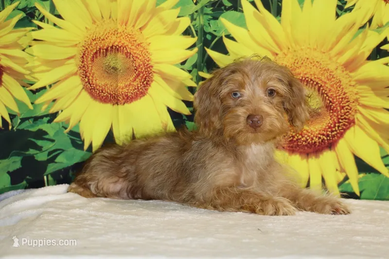 1 blue eye 1 green Chocolate merle  – Yorkipoo puppy for sale in Memphis, TN