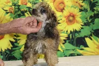 Marbles Sable merle white , a male Poodle - Toy  for sale in Memphis, TN – 6 of 10