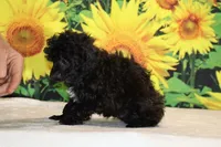 Toy Jasper Black and white , a male Poodle - Toy  for sale in Memphis, TN – 9 of 10
