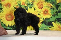 Pedro Toy Black , a male Poodle - Toy  for sale in Memphis, TN – 7 of 10
