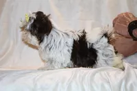 Casia Chocolate Phantom Toy sized, a female Shih Tzu for sale in Memphis, TN – Photo 10 of 10