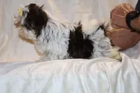 Casia Chocolate Phantom Toy sized, a female Shih Tzu for sale in Memphis, TN – Photo 3 of 10