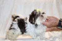 Casia Chocolate Phantom Toy sized, a female Shih Tzu for sale in Memphis, TN – Photo 9 of 10