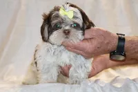 Casia Chocolate Phantom Toy sized, a female Shih Tzu for sale in Memphis, TN – Photo 1 of 10