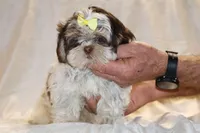 Casia Chocolate Phantom Toy sized, a female Shih Tzu for sale in Memphis, TN – Photo 5 of 10