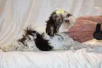 Casia Chocolate Phantom Toy sized, a female Shih Tzu for sale in Memphis, TN – Photo 8 of 10