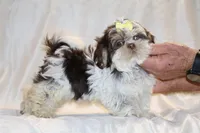 Casia Chocolate Phantom Toy sized, a female Shih Tzu for sale in Memphis, TN – Photo 6 of 10