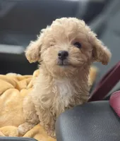 Tiny Cream & white 0cpda, a female Poodle - Toy  for sale in Memphis, TN – Photo 4 of 10