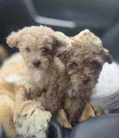 Tiny Cream & white 0cpda, a female Poodle - Toy  for sale in Memphis, TN – Photo 8 of 10