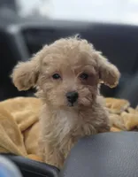 Tiny Cream & white 0cpda, a female Poodle - Toy  for sale in Memphis, TN – Photo 3 of 10