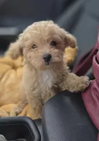 Tiny Cream & white 0cpda, a female Poodle - Toy  for sale in Memphis, TN – Photo 7 of 10