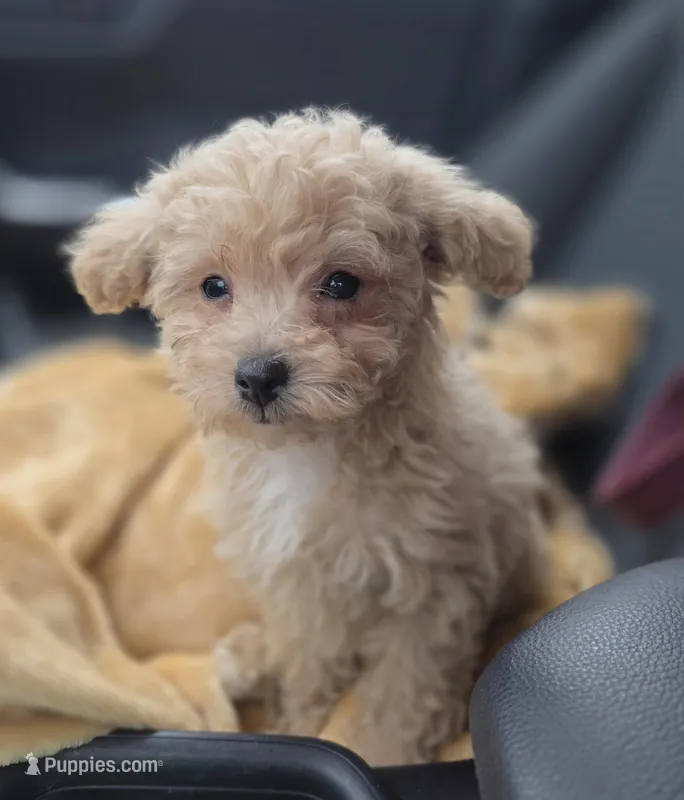 Tiny Cream & white 0cpda – Poodle - Toy  puppy for sale in Memphis, TN