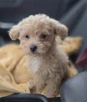 Tiny Cream & white 0cpda, a female Poodle - Toy  for sale in Memphis, TN – Photo 1 of 10