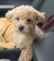 Tiny Cream & white 0cpda, a female Poodle - Toy  for sale in Memphis, TN – Photo 2 of 10