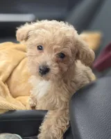 Tiny Cream & white 0cpda, a female Poodle - Toy  for sale in Memphis, TN – Photo 5 of 10