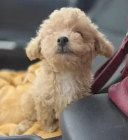 Tiny Cream & white 0cpda, a female Poodle - Toy  for sale in Memphis, TN – Photo 6 of 10