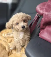 Tiny Cream & white 0cpda, a female Poodle - Toy  for sale in Memphis, TN – Photo 9 of 10