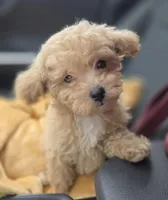 Tiny Cream & white 0cpda, a female Poodle - Toy  for sale in Memphis, TN – Photo 10 of 10