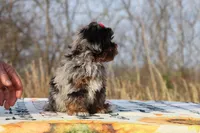 STUNNING Destiny BLue merle Phantom, a female Shihpoo and Poodle - Toy  for sale in Memphis, TN – Photo 9 of 10