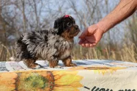 STUNNING Destiny BLue merle Phantom, a female Shihpoo and Poodle - Toy  for sale in Memphis, TN – Photo 8 of 10
