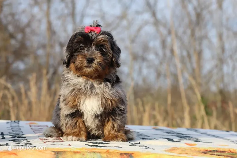 STUNNING Destiny BLue merle Phantom – Shihpoo, Poodle - Toy  puppy for sale in Memphis, TN