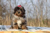 STUNNING Destiny BLue merle Phantom, a female Shihpoo and Poodle - Toy  for sale in Memphis, TN – Photo 4 of 10