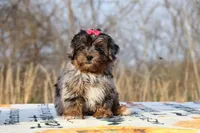 STUNNING Destiny BLue merle Phantom, a female Shihpoo and Poodle - Toy  for sale in Memphis, TN – Photo 2 of 10
