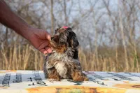 STUNNING Destiny BLue merle Phantom, a female Shihpoo and Poodle - Toy  for sale in Memphis, TN – Photo 6 of 10