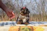 STUNNING Destiny BLue merle Phantom, a female Shihpoo and Poodle - Toy  for sale in Memphis, TN – Photo 5 of 10