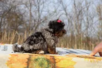STUNNING Destiny BLue merle Phantom, a female Shihpoo and Poodle - Toy  for sale in Memphis, TN – Photo 10 of 10