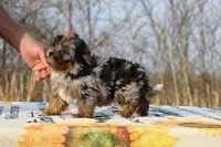 STUNNING Destiny BLue merle Phantom, a female Shihpoo and Poodle - Toy  for sale in Memphis, TN – Photo 3 of 10