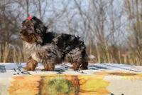 STUNNING Destiny BLue merle Phantom, a female Shihpoo and Poodle - Toy  for sale in Memphis, TN – Photo 7 of 10