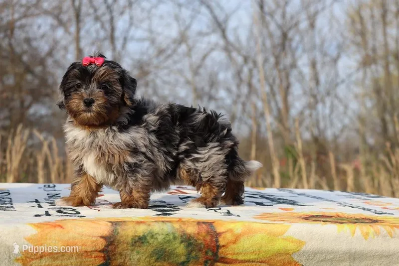 STUNNING Destiny BLue merle Phantom – Shihpoo, Poodle - Toy  puppy for sale in Memphis, TN