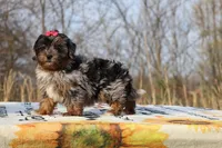 STUNNING Destiny BLue merle Phantom, a female Shihpoo and Poodle - Toy  for sale in Memphis, TN – Photo 1 of 10