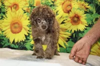 Maurice Chocolate merle , a male Poodle - Miniature  for sale in Memphis, TN – 10 of 10